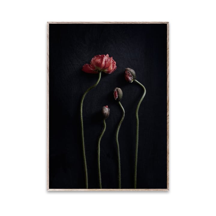 Sto Life 02 Red Poppies poster - 30x40 cm - Paper Collective