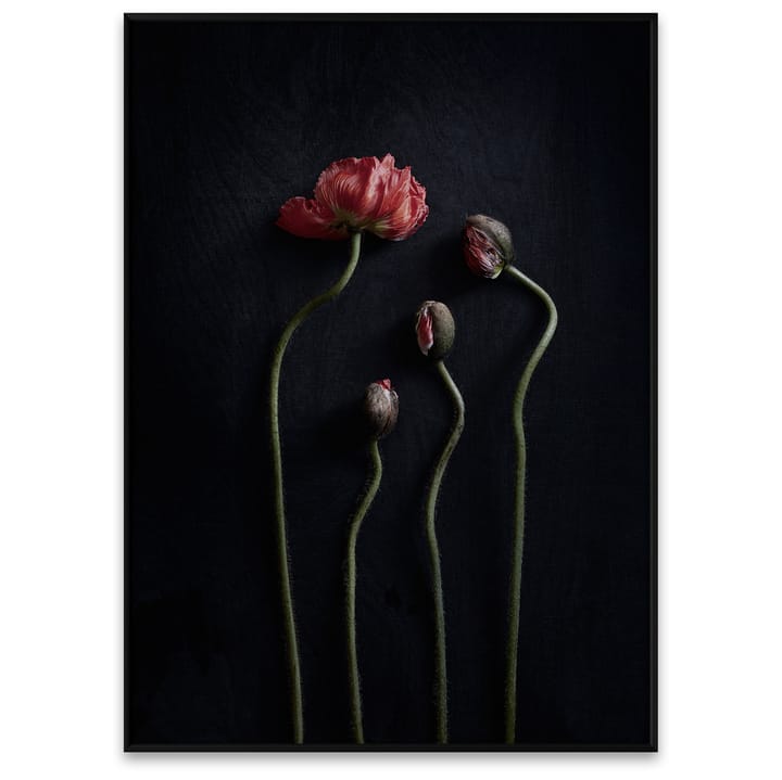Sto Life 02 Red Poppies poster - 50x70 cm - Paper Collective