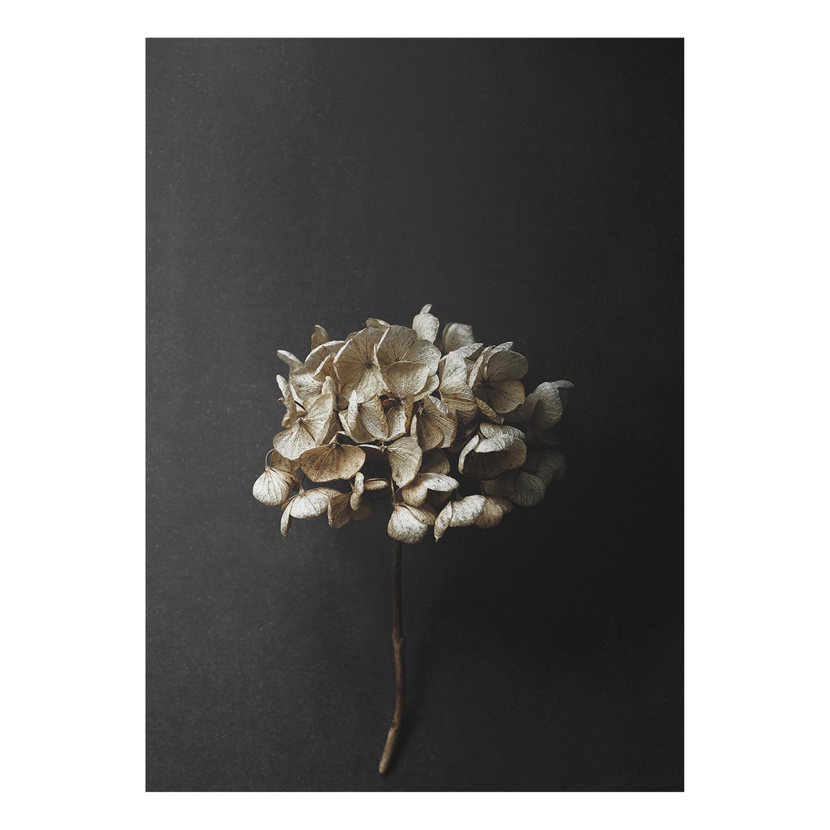 Paper Collective Sto Life 04 Hydrangea poster 50x70 cm