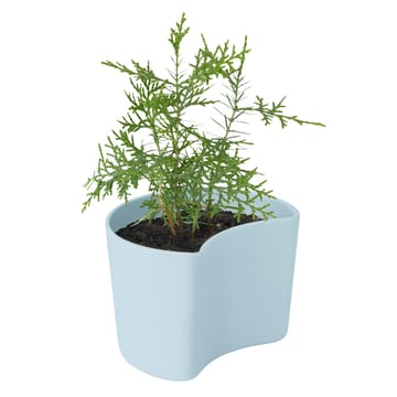 YOUR TREE pot with seeds - Blue (Pine) - RIG-TIG