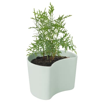 YOUR TREE pot with seeds - Green (Pine) - RIG-TIG
