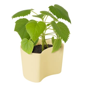 YOUR TREE pot with seeds - Yellow (Beech) - RIG-TIG