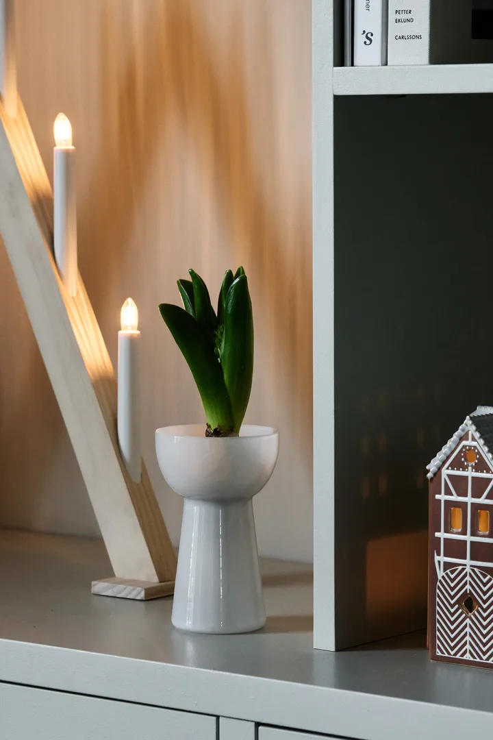 typische weihnachtsblumen 🌟 Die ersten Weihnachtssterne sind da! 🌟 Kaum eine Pflanze bringt so zuverlässig Weihnachtsstimmung ins Zuhause wie der Weihnachtsstern (Euphorbia pulcherrima) copita