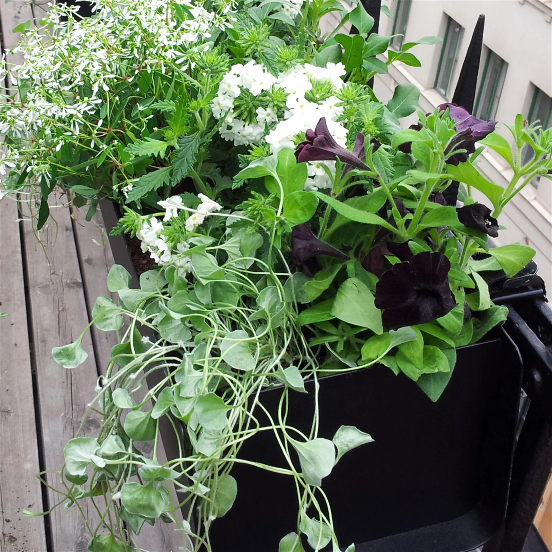 Jorda window box, Black 60 cm SMD Design