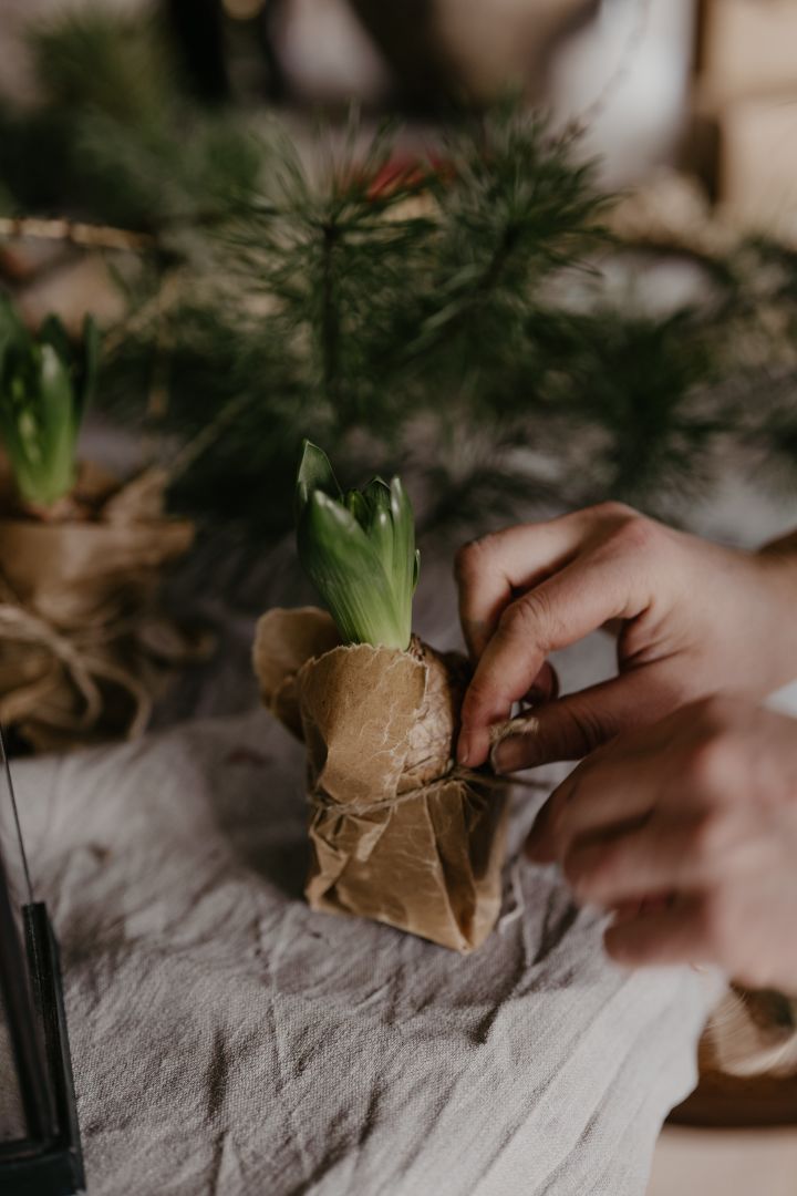 Tie waxed brown paper around Christmas hyacinths - it makes a perfect easy DIY Christmas craft. Photo: Johanna Berglund @snickargladjen