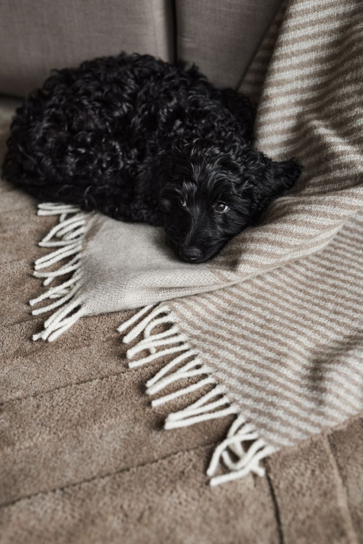 A black puppy curled up on the beige wool throw from NJRD. 