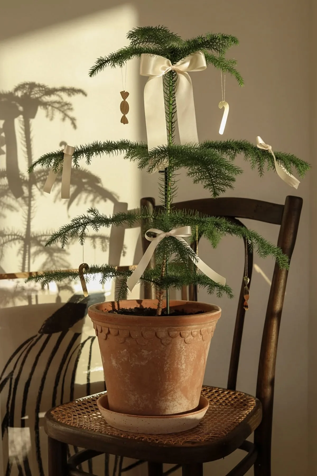 Potted Christmas tree with cream bows and gold candy ornaments on a rattan chair, sunlit with leaf shadows.