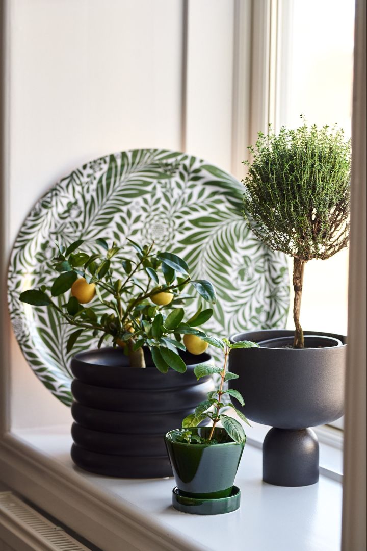 Indoor plant pot 30cm -  France
