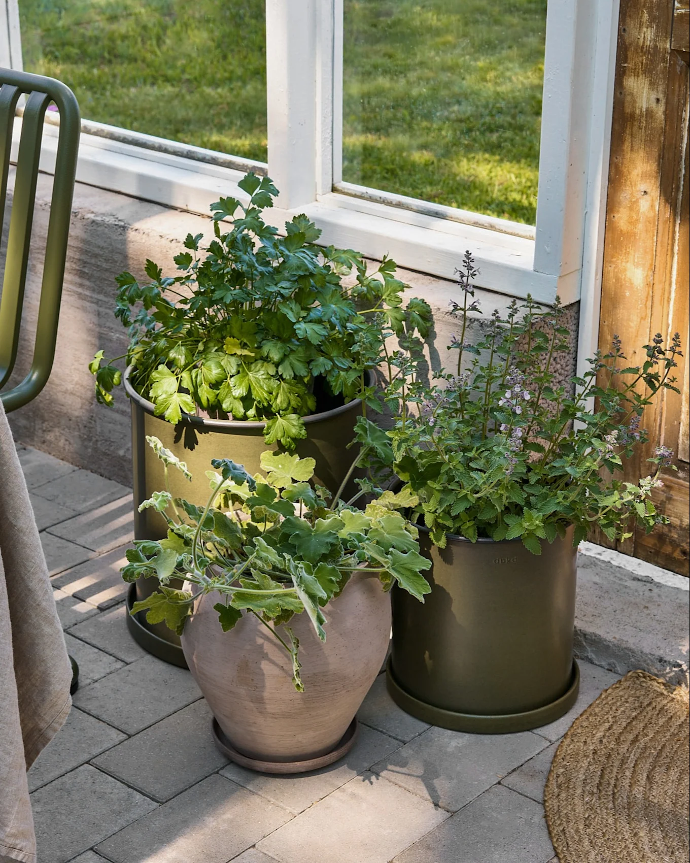 Three potted plants on a gray patio next to a window. Two plants are in olive green pots, one in a beige terracotta pot.