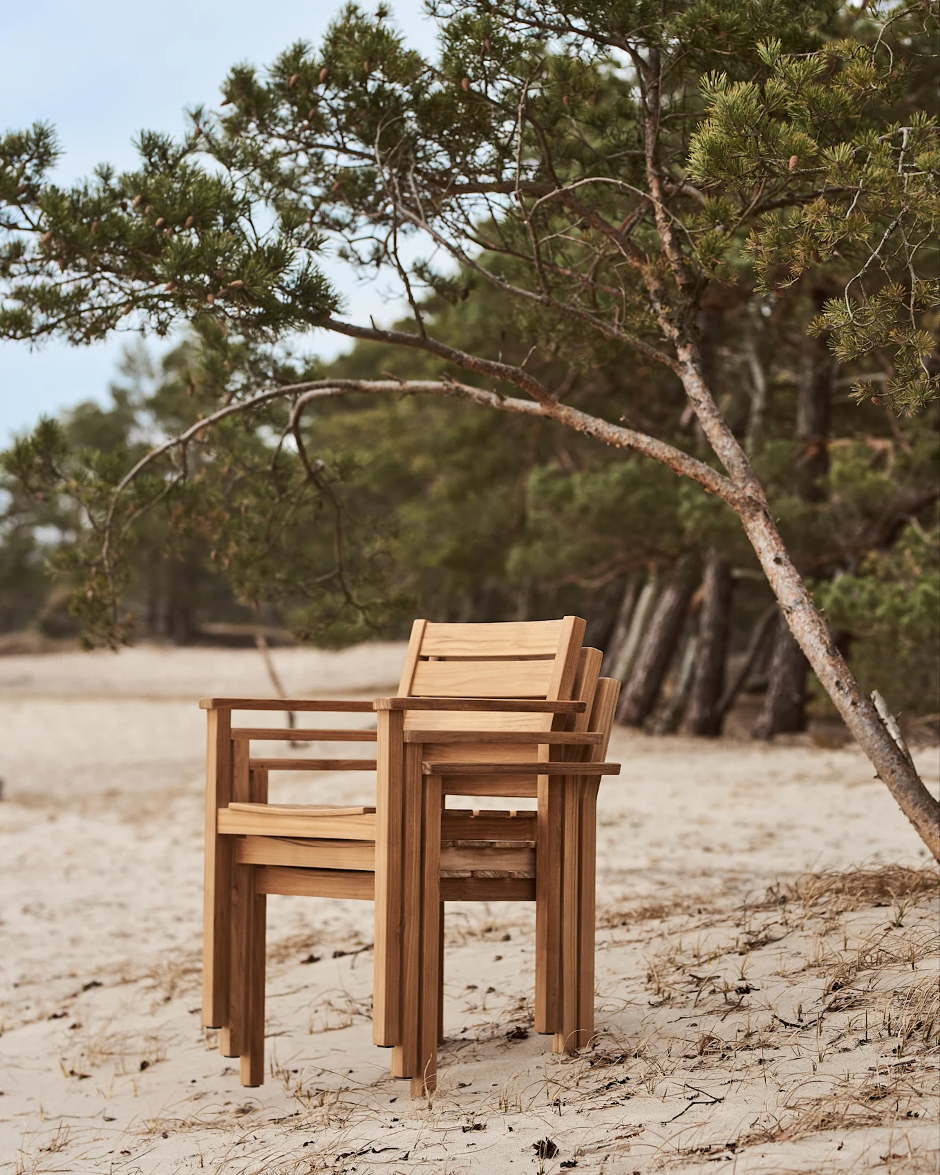 Stacked wooden chairs on a sandy beach next to a pine tree.