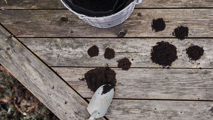 Paw prints in soil are used as a clue for children to find eggs for an Easter egg hunt in the garden.