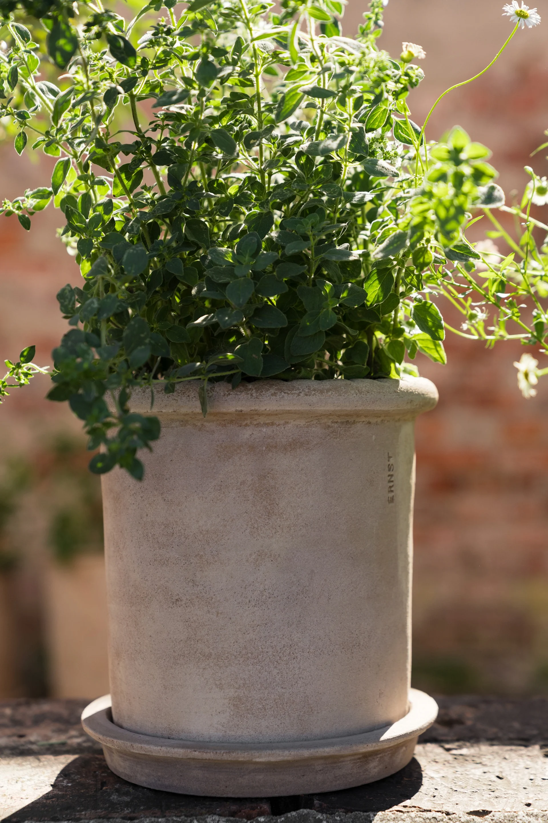 A potted herb plant with bright green leaves in a textured beige pot with 'ERNST' written on it, set against a blurred red wall.