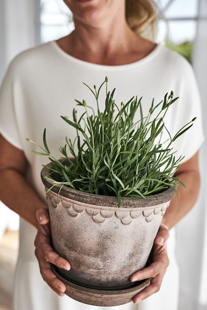 Köpenhamn flower pot from Bergs Potter, here with lavender.