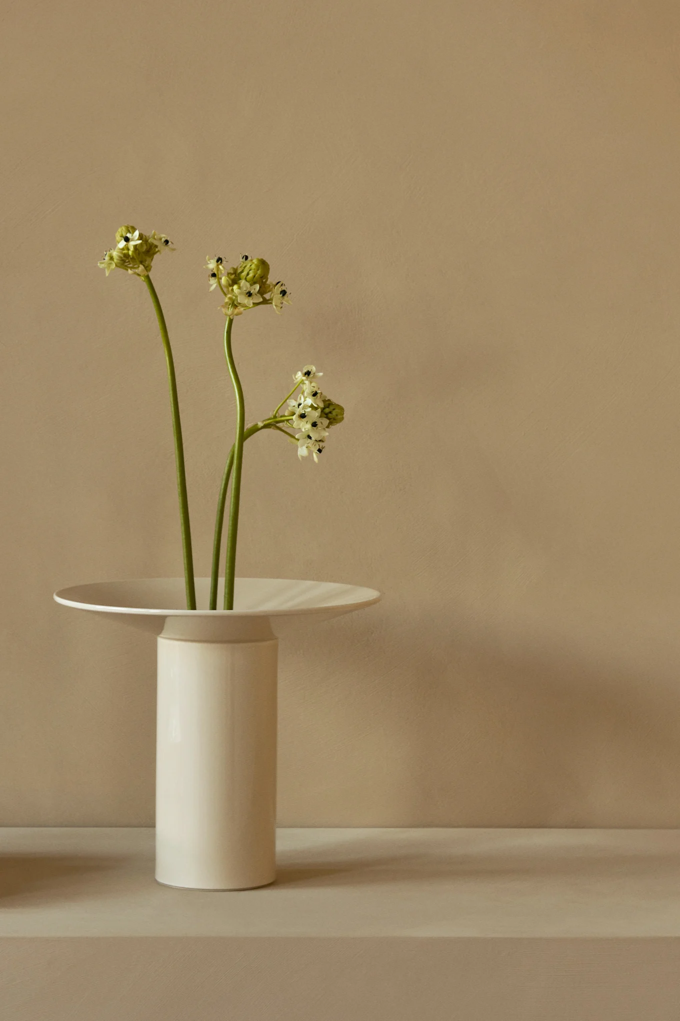 Three green stems with small light green and white flowers in a tall, white vase with a flat, wide rim.
