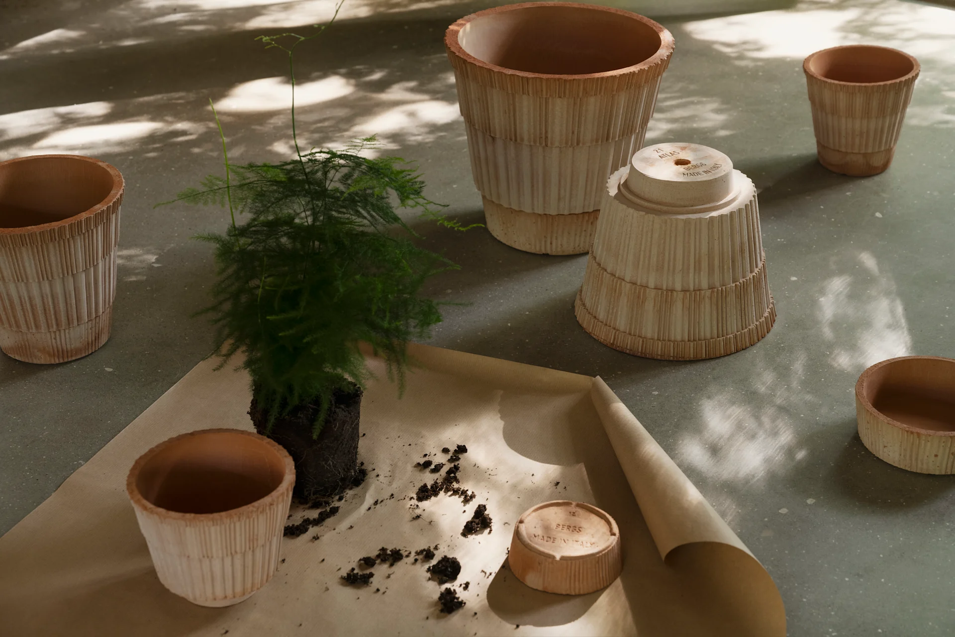 Plant being repotted with several ribbed terracotta pots and saucers on brown paper.