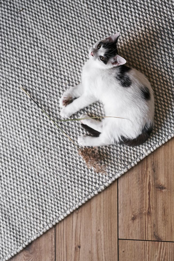 A kitten rests on the grey wool carpet in our cosy corner.