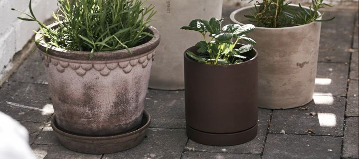 Plant pot collection of terracotta pots in grey.