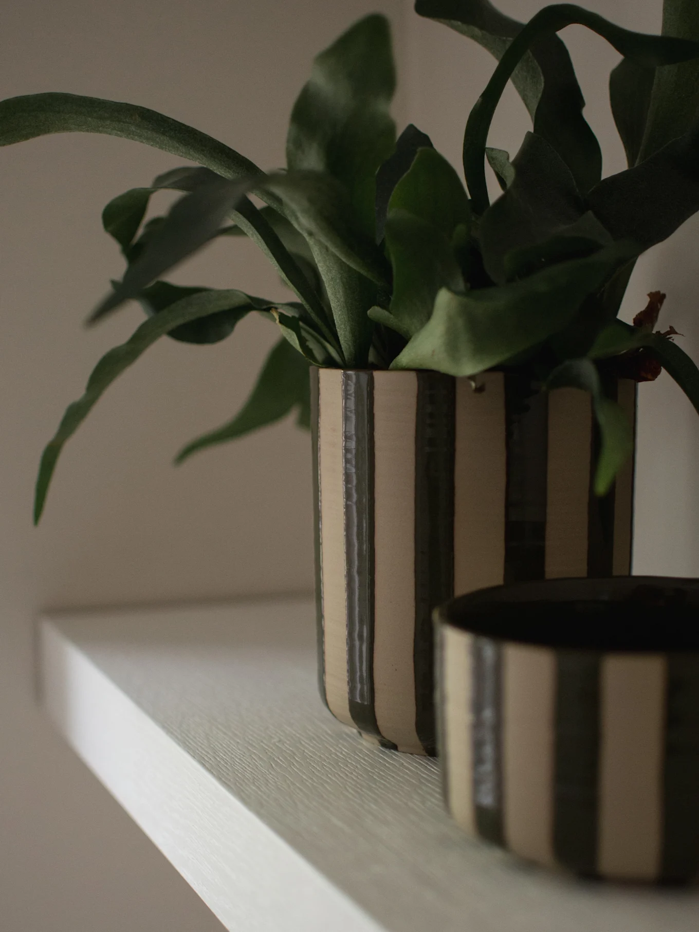 A houseplant with green leaves in a tall, striped dark green and beige pot on a light shelf, with a matching bowl partially visible.