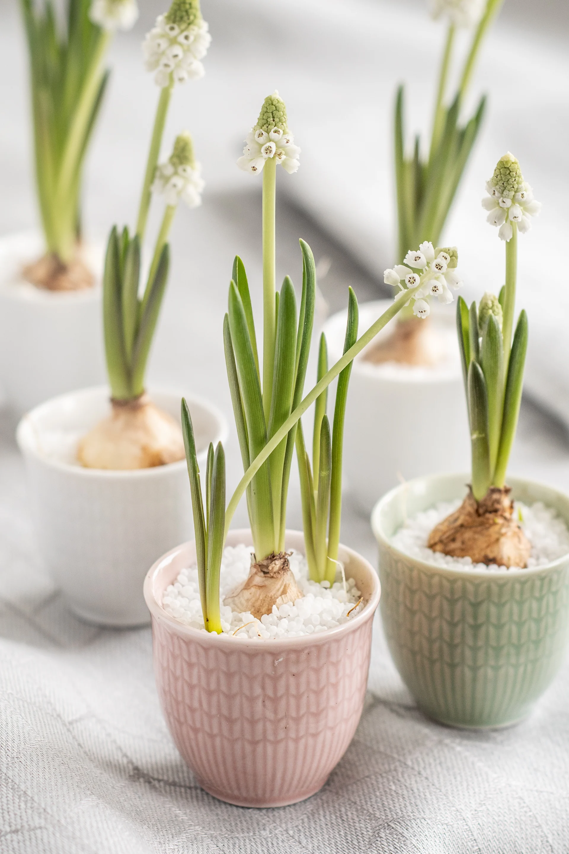 White flowering plants in pastel pots with bulbs and white decorative stones.