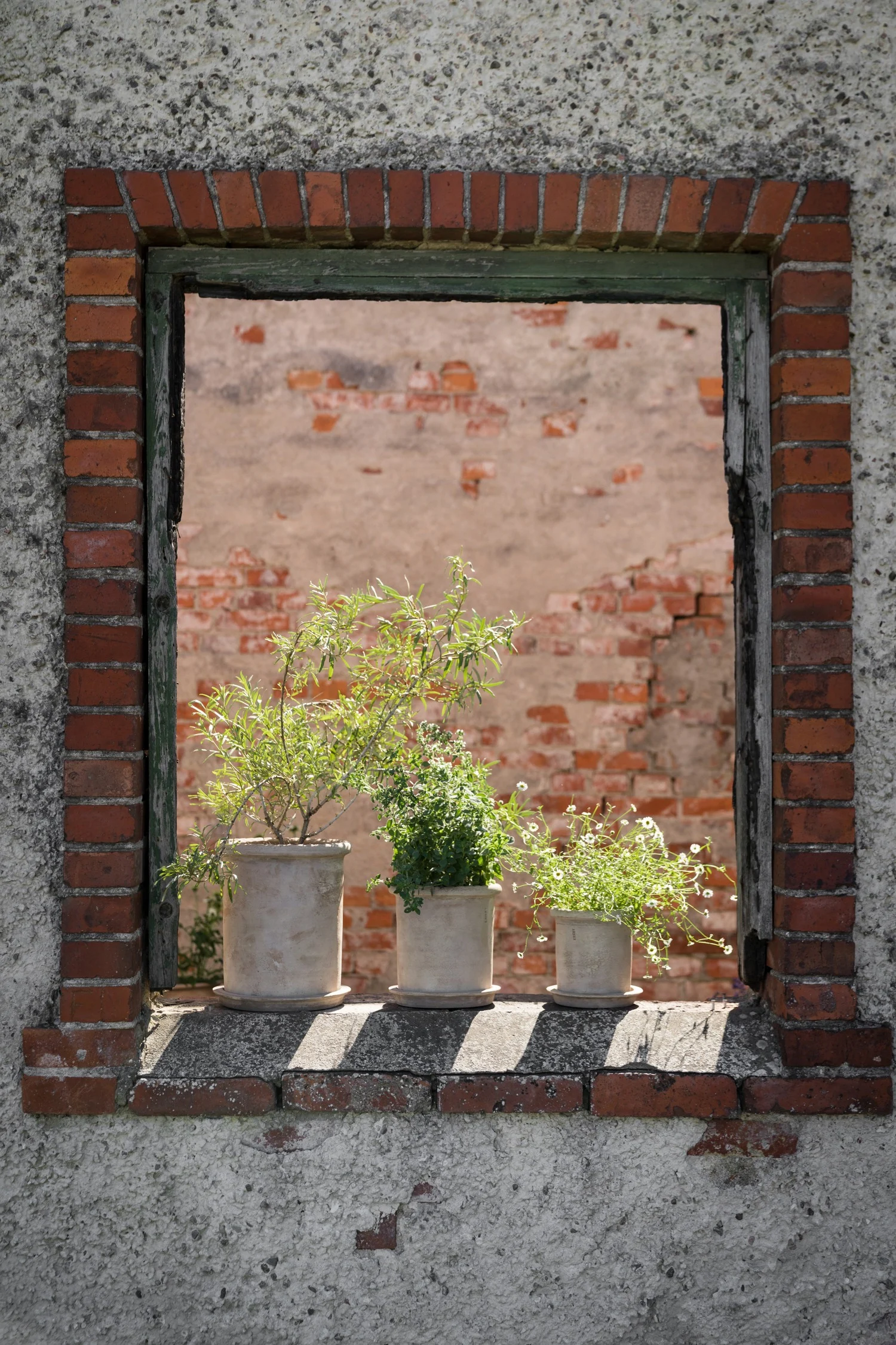 Three potted plants sit on an old window sill with a weathered brick and stucco wall framing them and a blurry brick wall in the background.