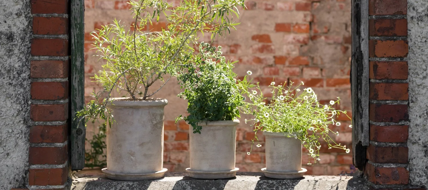 Three potted plants, one with white flowers, on a stone ledge against a blurred brick wall.