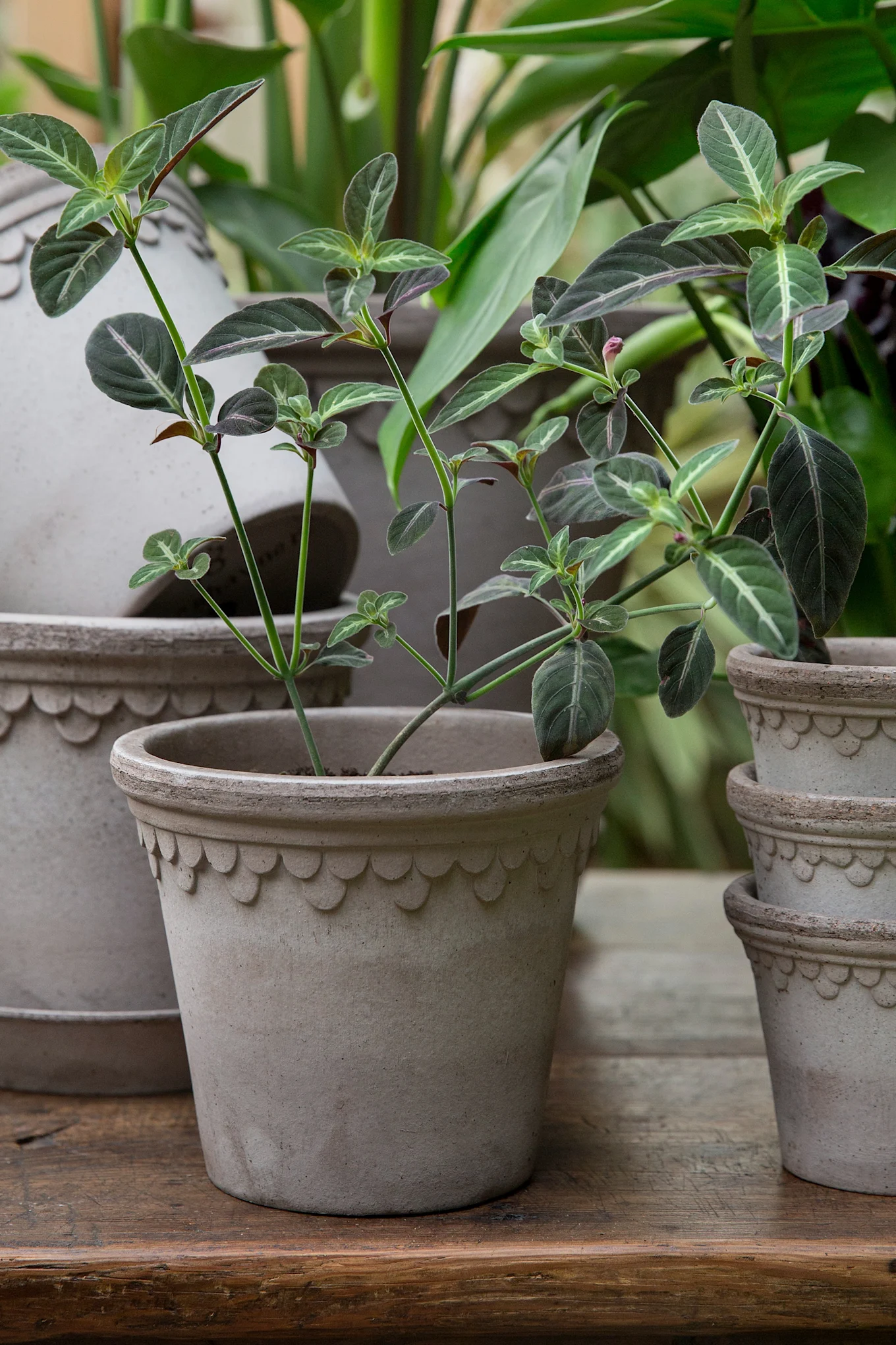 A plant with green and purple leaves with white veins in a decorative scalloped terracotta pot on a wooden surface.