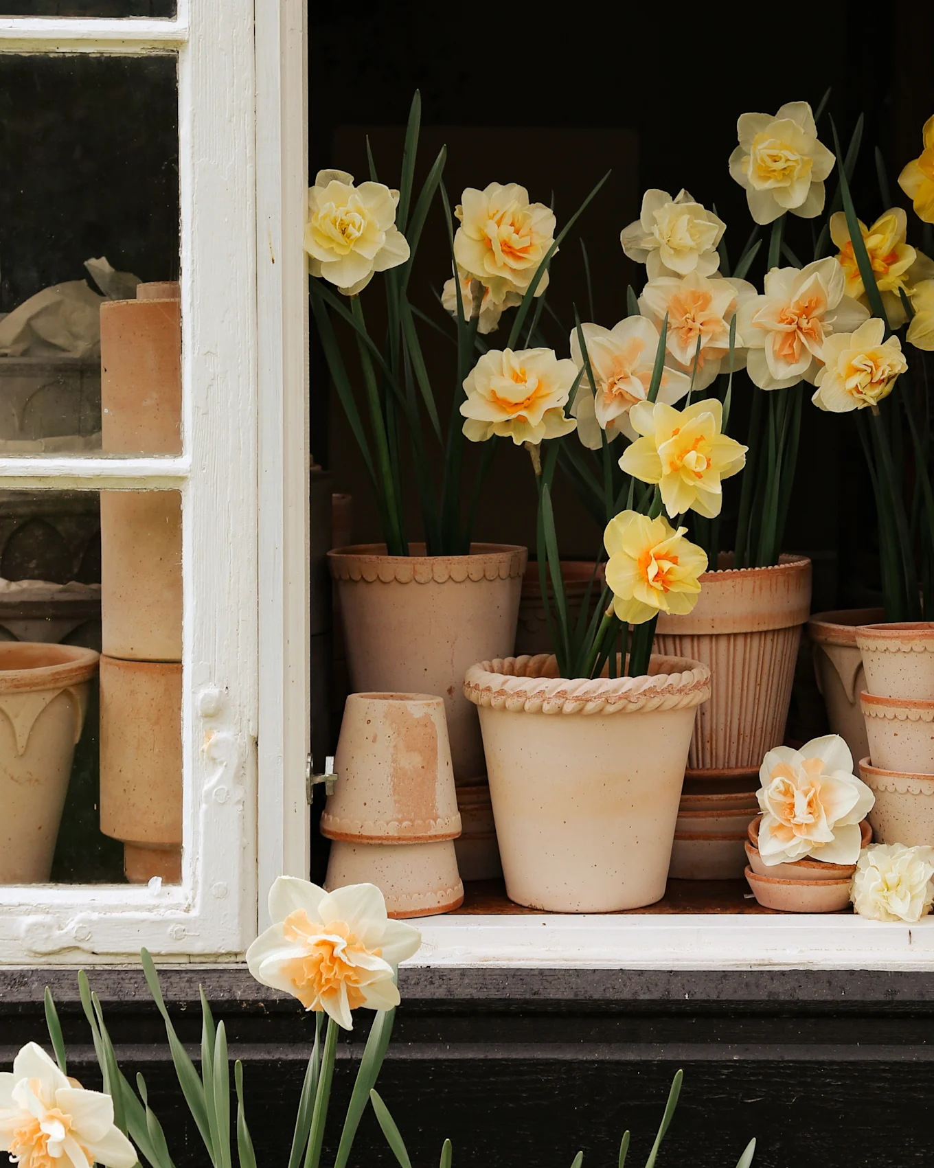 Open window with potted daffodils in various terra cotta pots, some with cream and orange flowers, others yellow.